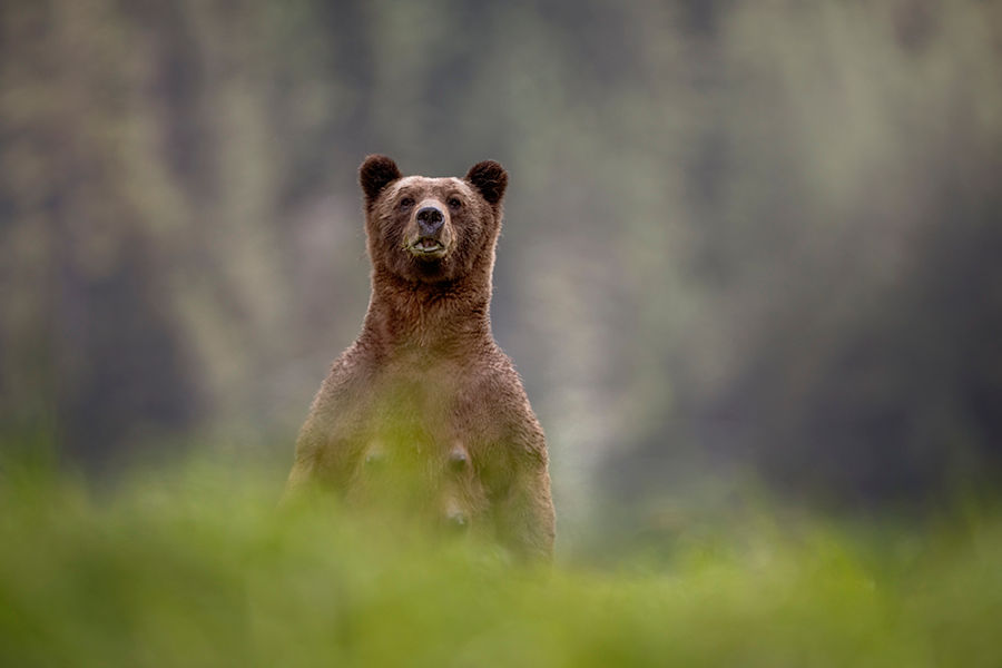 Khutzeymateen Grizzly Bear Sanctuary, British Columbia, Canada grizzly bear standing