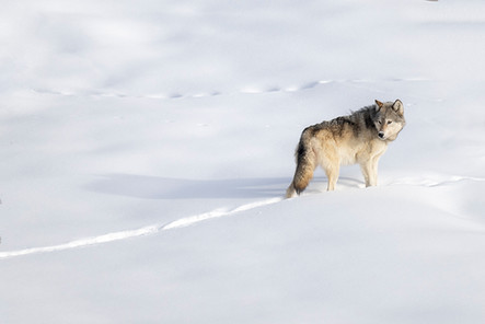 Yellowstone National Park Wapiti Lake Wolf