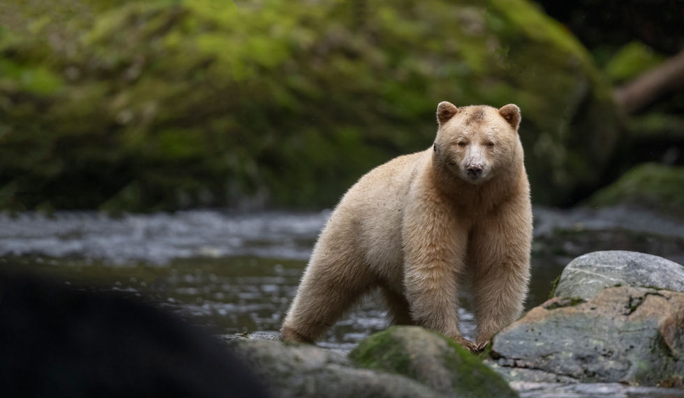 Thliya the spirit bear in the Great Bear Rainforest, British Columbia, Canada