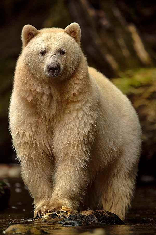 The Great Bear Rainforest, British Columbia, Canada Kermode Bear by Michelle Valberg