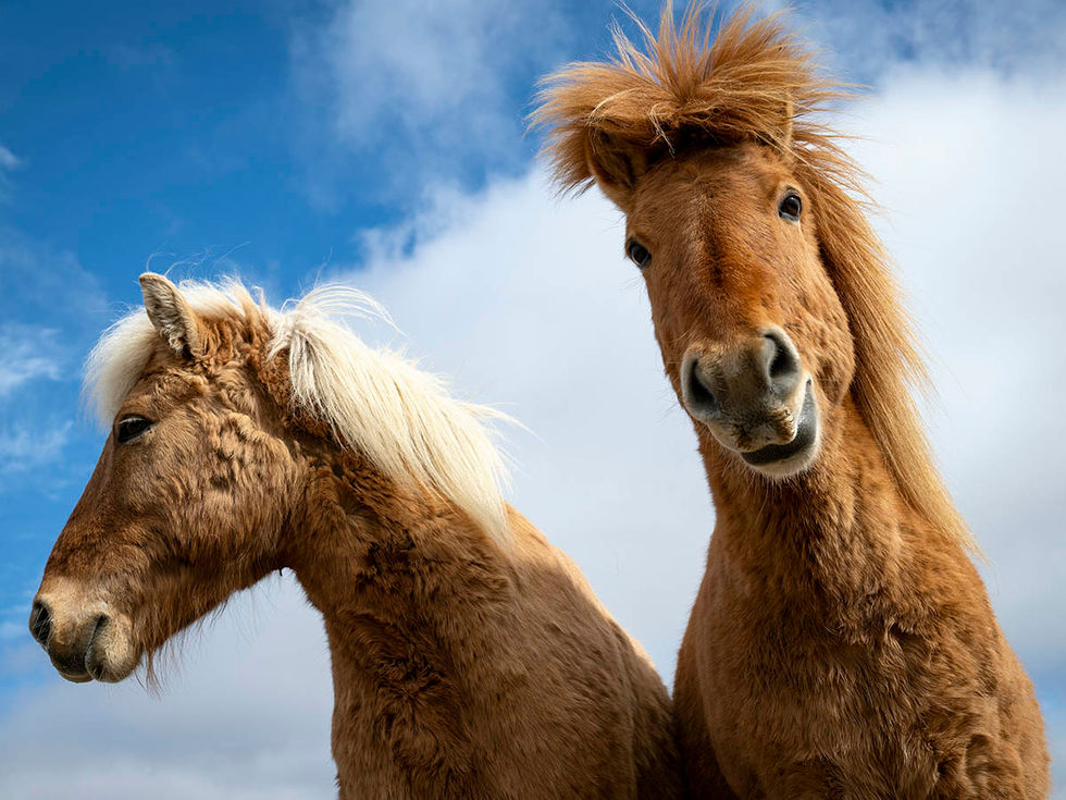 Iceland Horses _Z811299