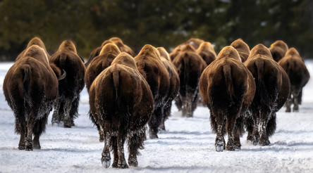 Walking Bison in West Yellowstone