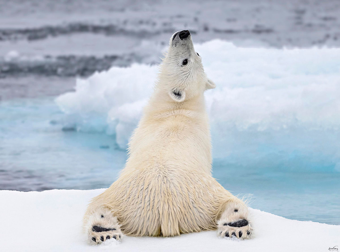 Polar-Bear- Z091300