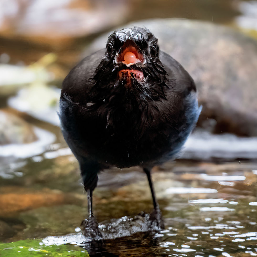 The Great Bear Rainforest, British Columbia, Canada by Michelle Valberg