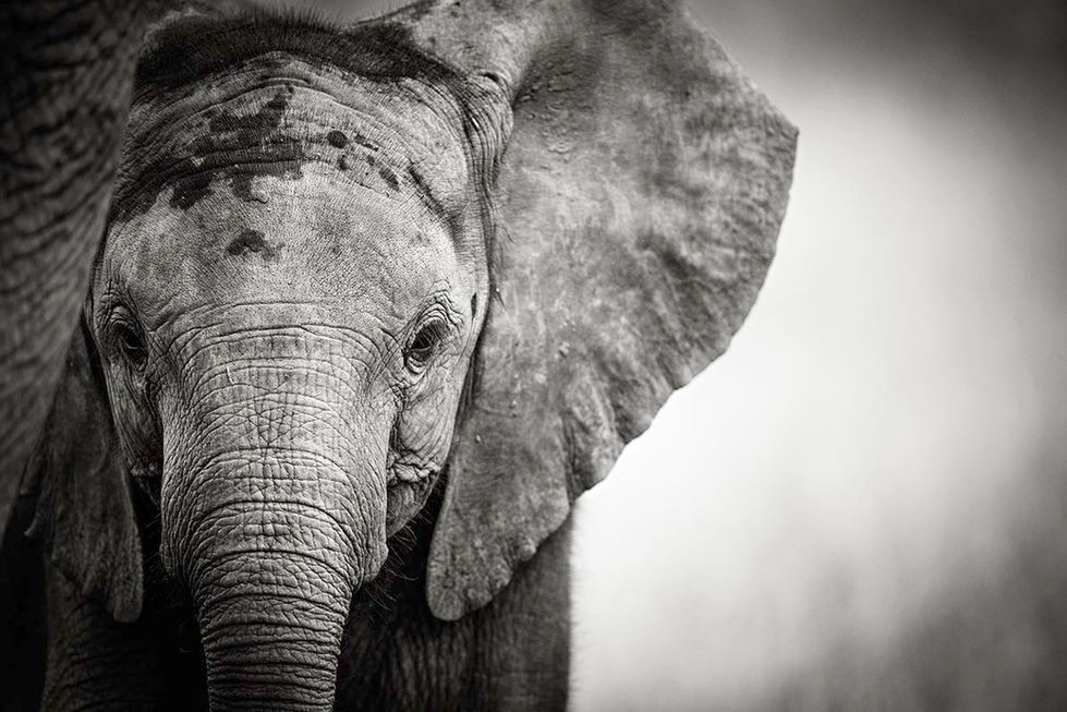 Elephant baby_Z920628