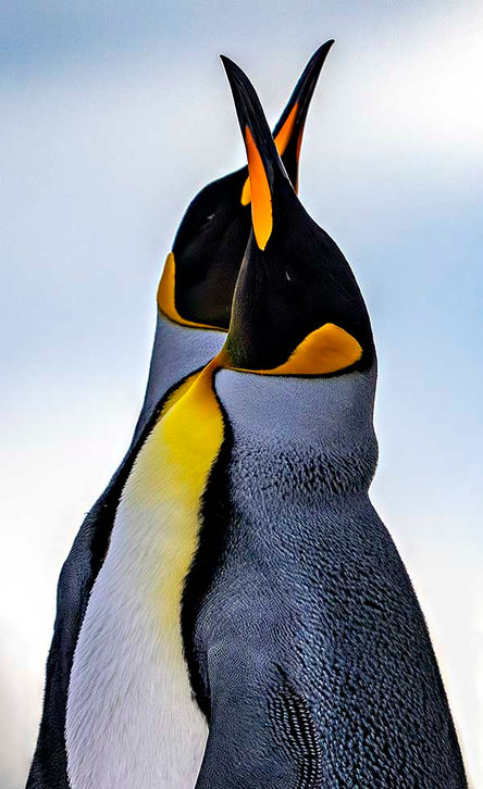 King Penguins _Z911226-2