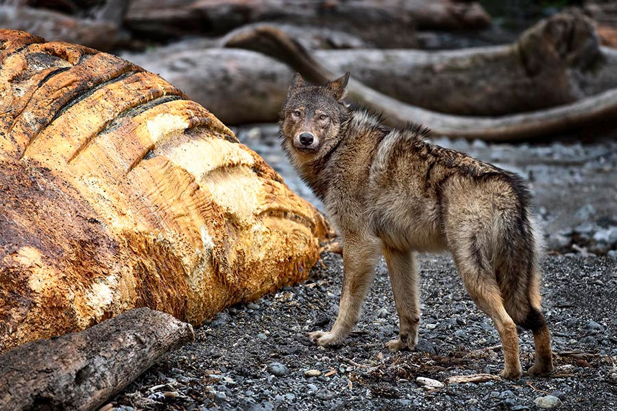 Coastal Wolf on Vancouver Island BC eating a humpback carcass by Michelle Valberg