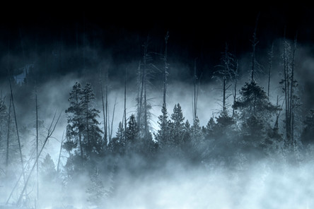 Coyote looking at mallard in Yellowstone National Park landscape