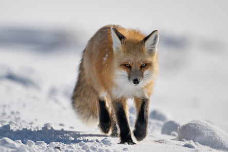 Yellowstone National Park red fox