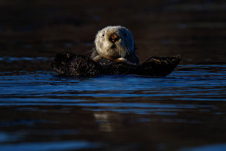 Vancouver Island, BC sea otter on its back