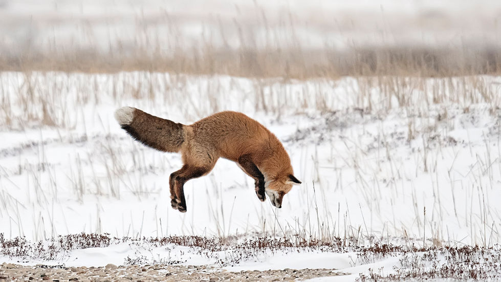 Red fox jumping for a vole in Churchill Manitoba Canada