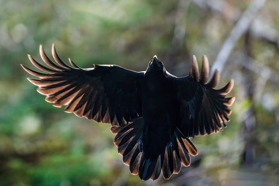 The Great Bear Rainforest, British Columbia, Canada raven in flight by Michelle Valberg