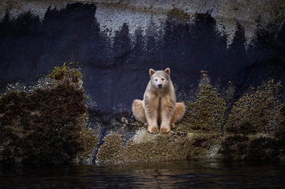 Fine art photography by Michelle Valberg - everything is for sale.
