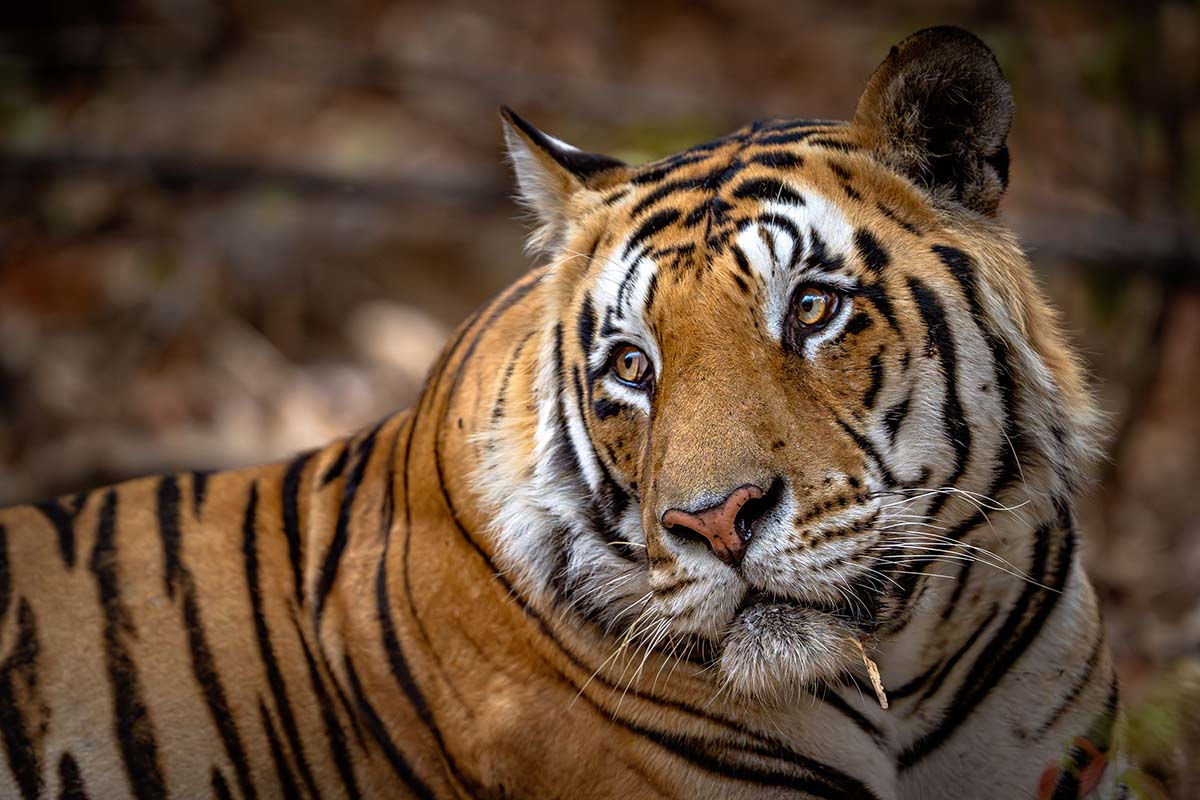 Tiger _Z914535