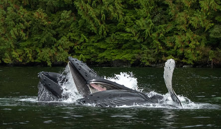 Humpback whales Z910223
