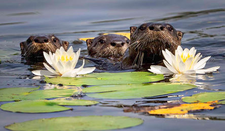 Otter fam by Michelle Valberg _Z920438