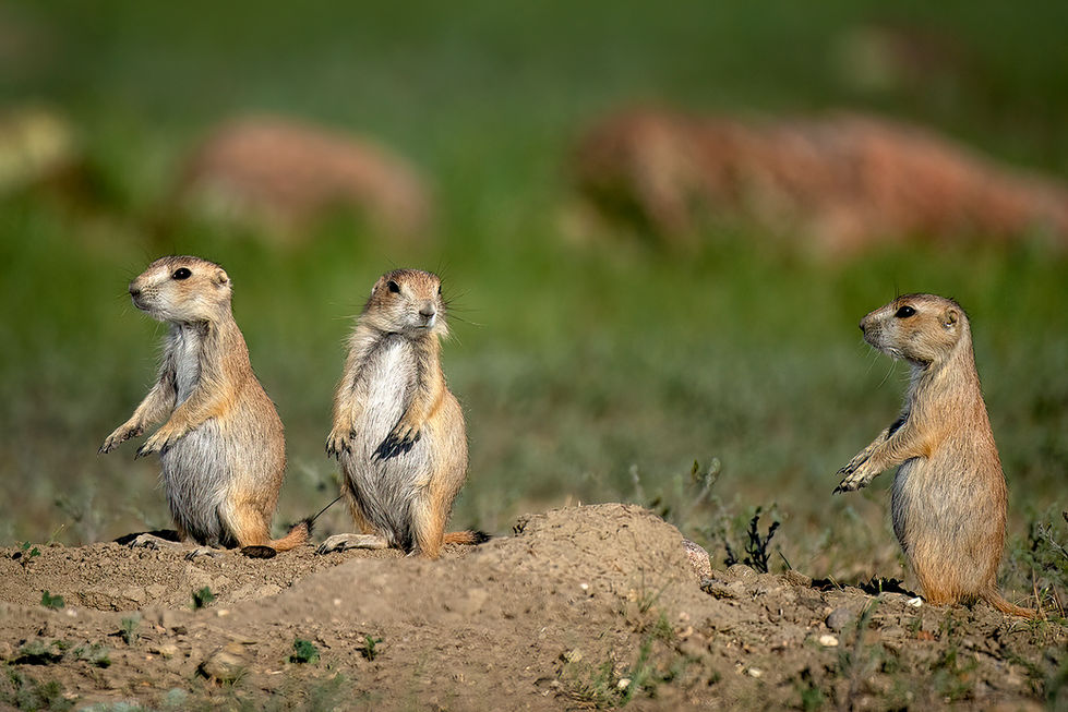 GRASSLANDS NATIONAL PARK, SASKATCHEWAN PRAIRIE DOGS