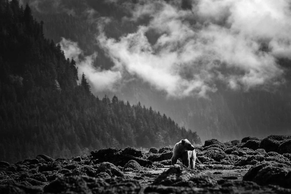 British Columbia, Canada Khutzeymateen grizzly bear in BW