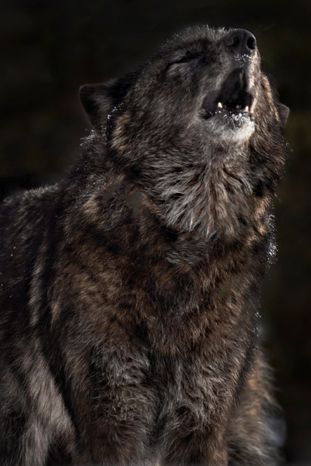 Wapiti wolf howling in Yellowstone National Park