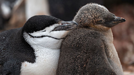 Antarctica chinstrap penguins