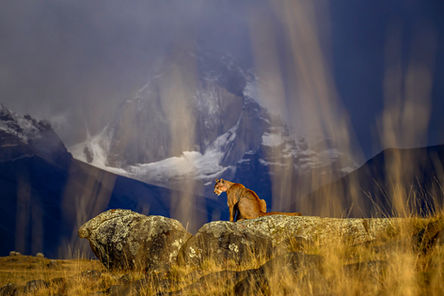Torres del Paines, Patagonia, Chile puma at sunrise