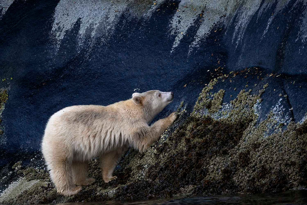 The Great Bear Rainforest, British Columbia, Canada Kermode Bear by Michelle Valberg