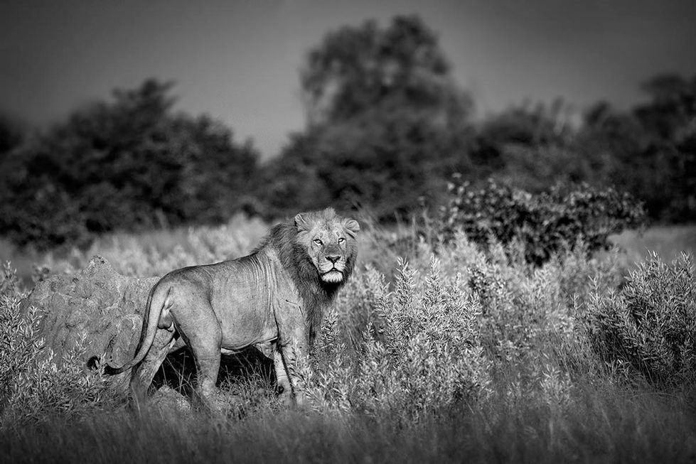 BOTSWANA, AFRICA. lion in grass