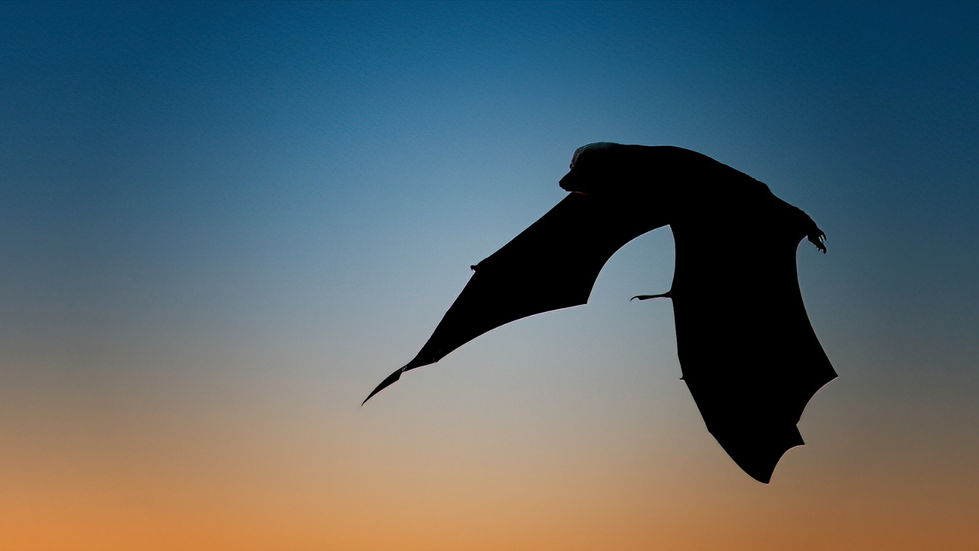 Flying Fox