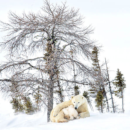 Momma with her cubs in Wapusk National Park, Manitoba, Canada by Michelle Valberg