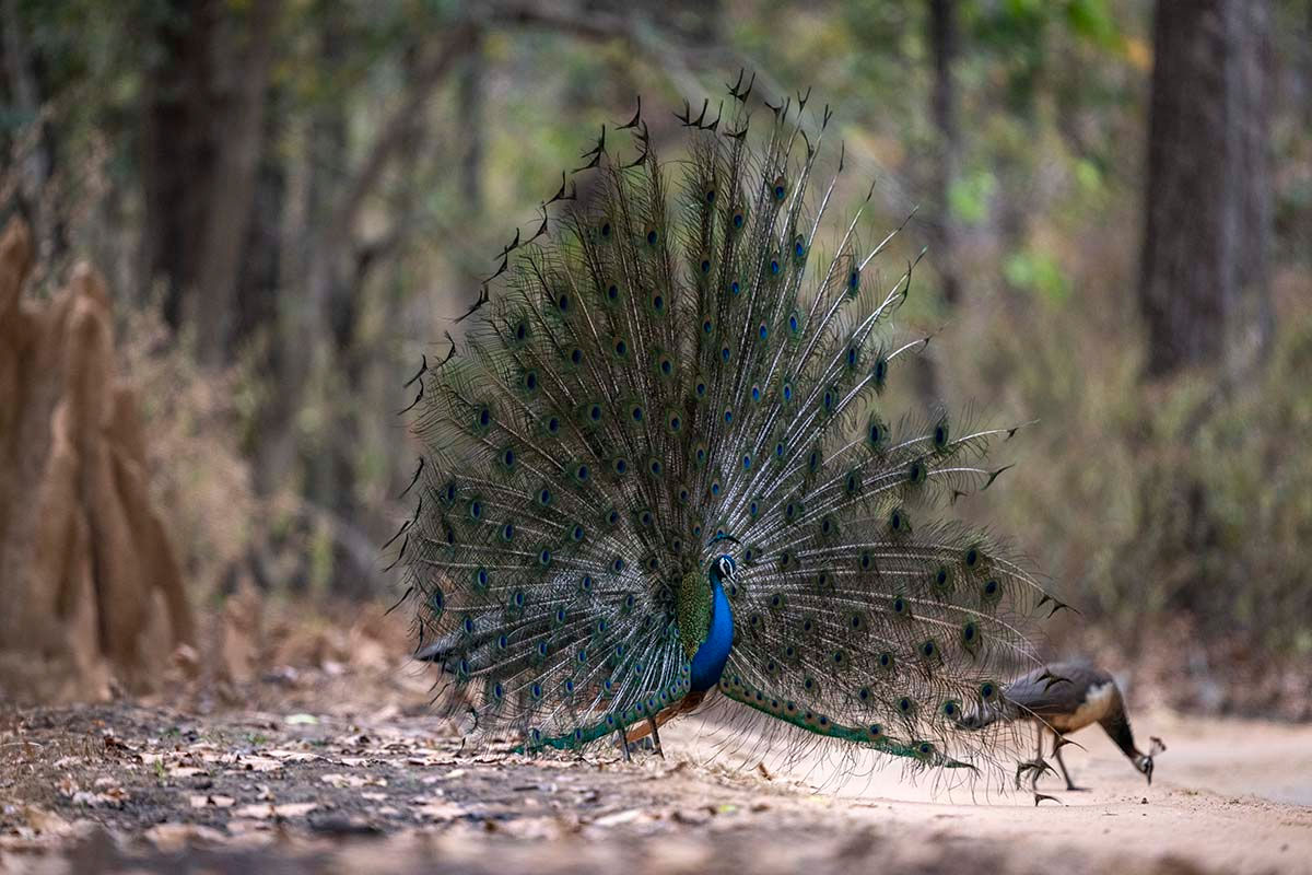 Peacocks _Z916298