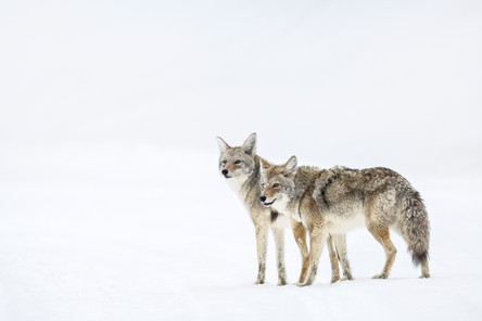 Coyote in West Yellowstone