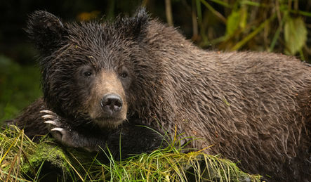 Great Bear Rainforest, British Columbia, Canada grizzly cub by Michelle Valberg