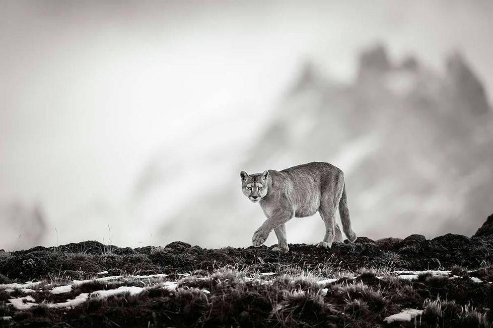 Winter in Torres del Paines, Patagonia, Chile puma walking