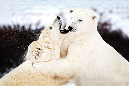 Churchill, Manitoba Canada by Michelle Valberg polar bears sparring