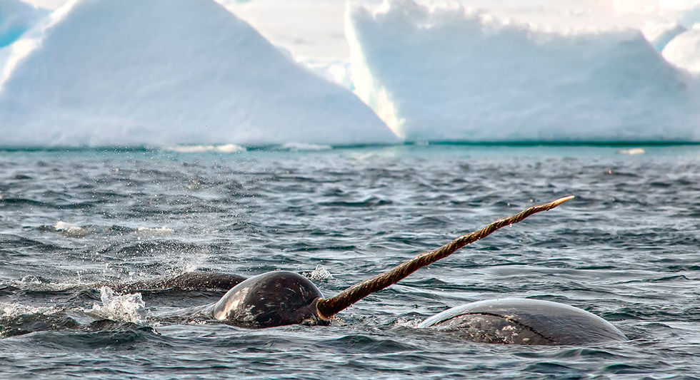 Narwhal pod on the floe-edge in Arctic Bay, Nunavut