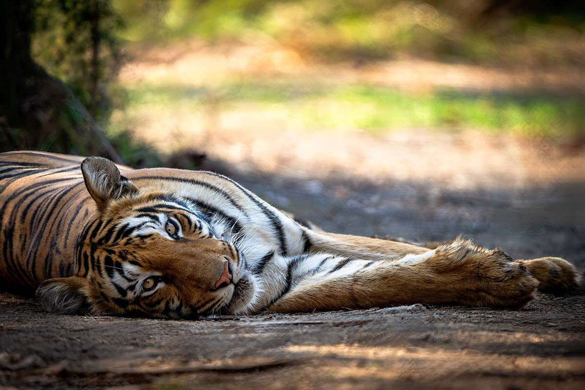 TIGER _Z915389