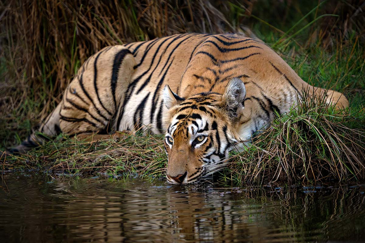 Tiger _Z917113