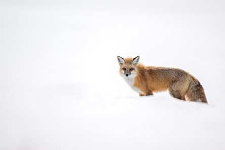 Yellowstone National Park red fox