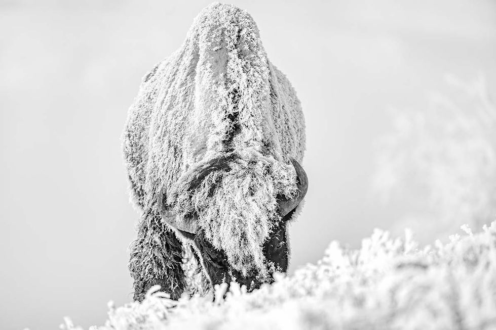 FROSTY BISON IN WEST YELLOWSTONE - YELLOWSTONE NATIONAL PARK