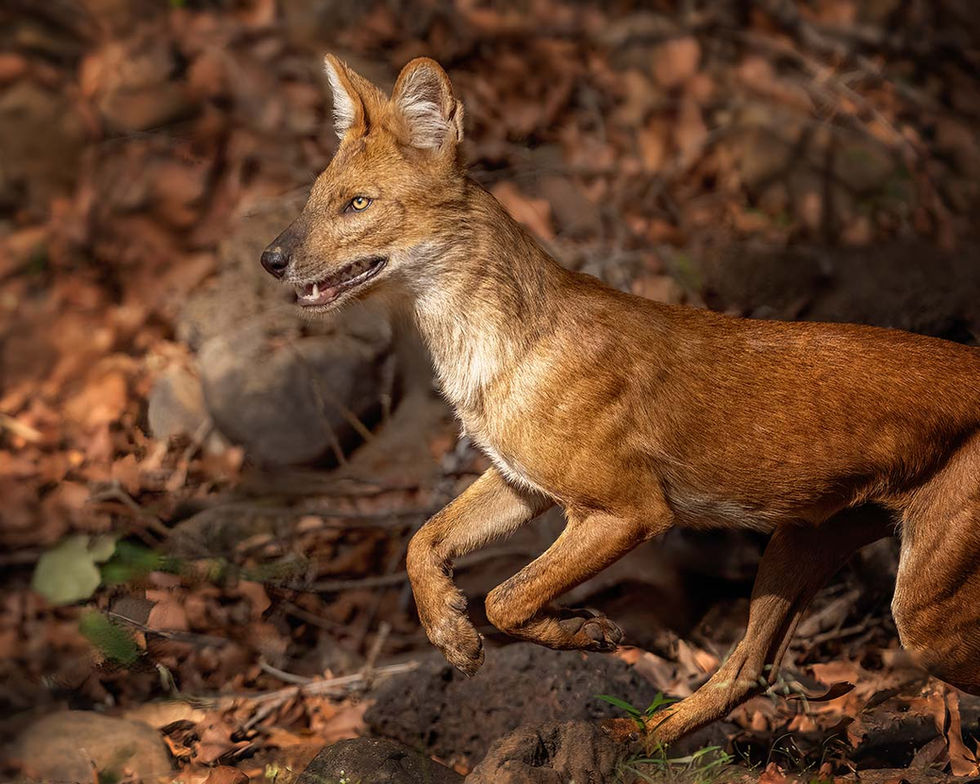 Wild Dog_Z912518