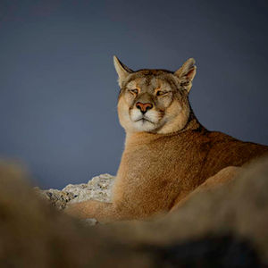 Torres del Paines, Patagonia, Chile. PUMA