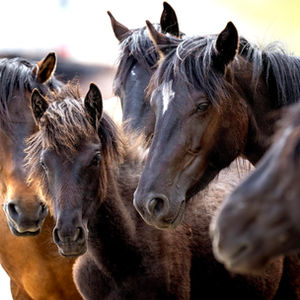 WILD HORSES