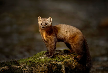 The Great Bear Rainforest, British Columbia, Canada American marten by Michelle Valberg