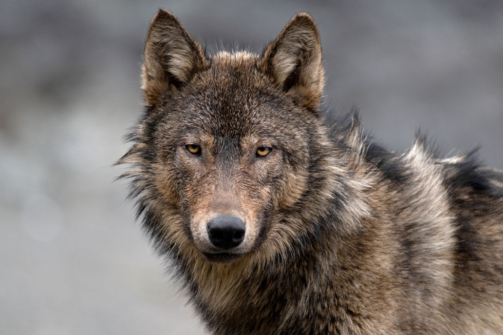 COASTAL WOLF by Michelle Valberg DSC_9660 copy 2