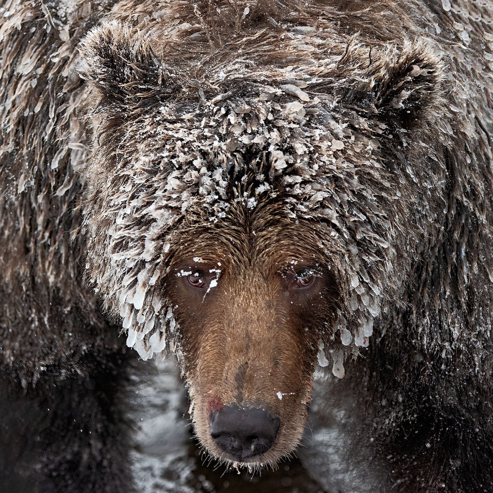 Ice Grizzly Bear _D819927 