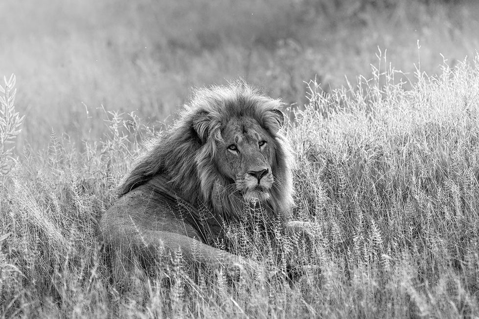 lion in B&W in BOTSWANA, AFRICA