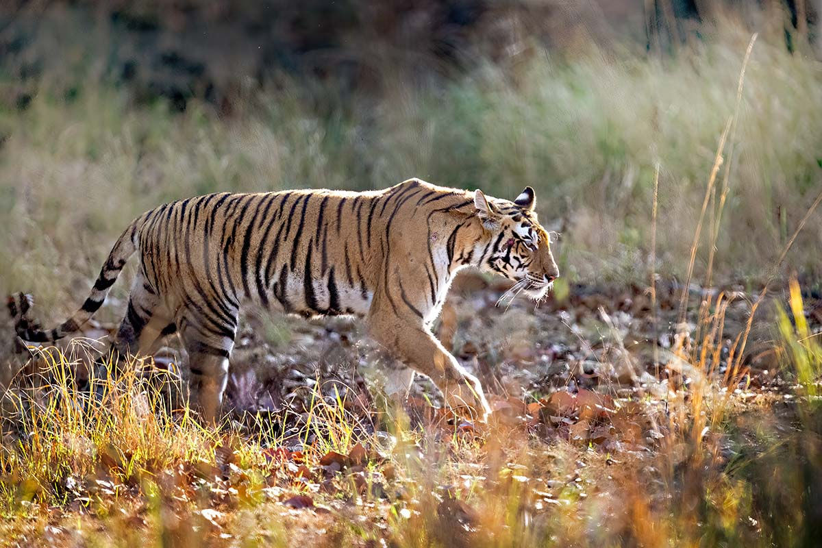 Tiger _Z917164