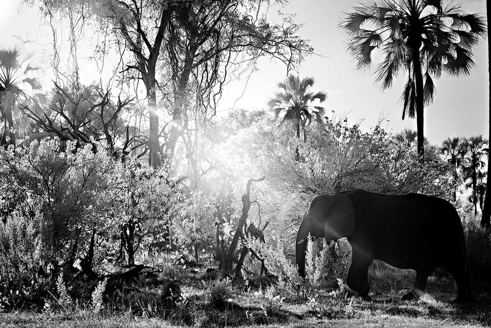 Botswana, Africa Elephant in Infrared