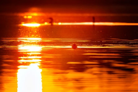 SHARBOT LAKE, ONTARIO WILDLIFE