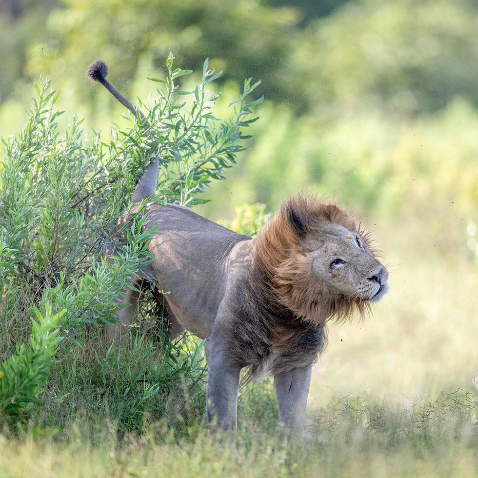 BOTSWANA, AFRICA lion shaking and marking the trees